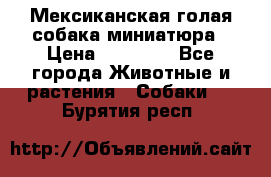 Мексиканская голая собака миниатюра › Цена ­ 53 000 - Все города Животные и растения » Собаки   . Бурятия респ.